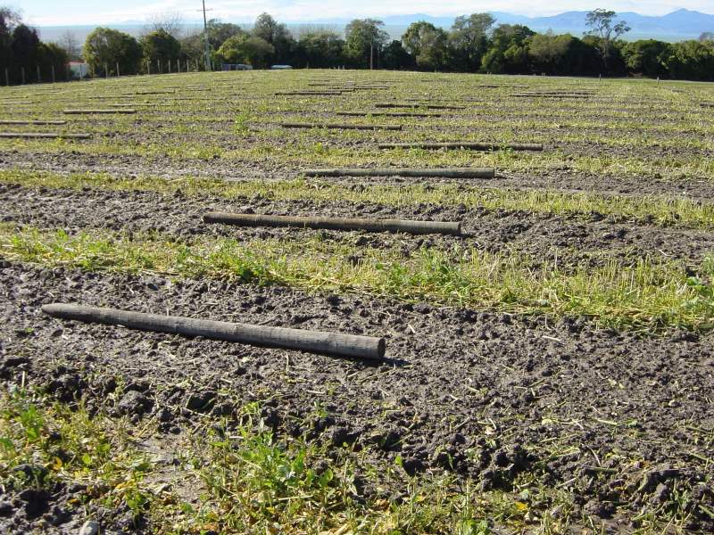 Posts laid out prior to driving