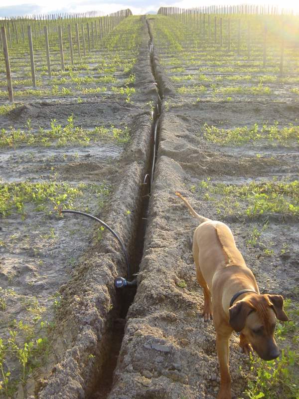 Irrigation going in